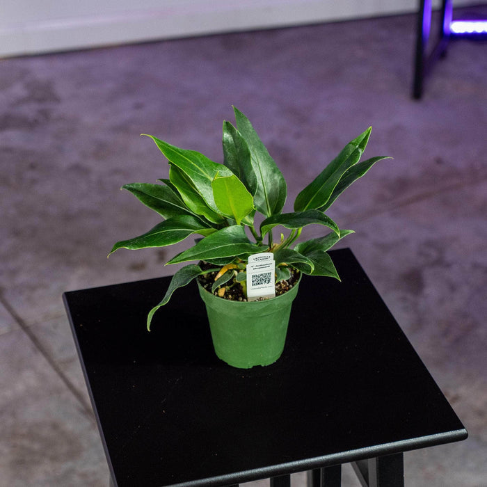 Gabriella Plants Anthurium 4" Anthurium plowmanii