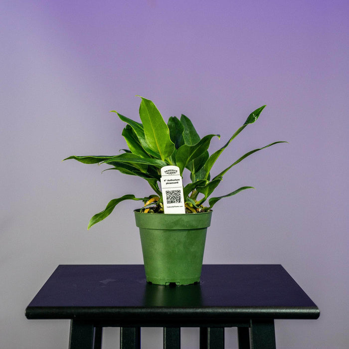 Gabriella Plants Anthurium 4" Anthurium plowmanii