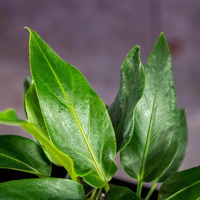 Gabriella Plants Anthurium 4" Anthurium plowmanii