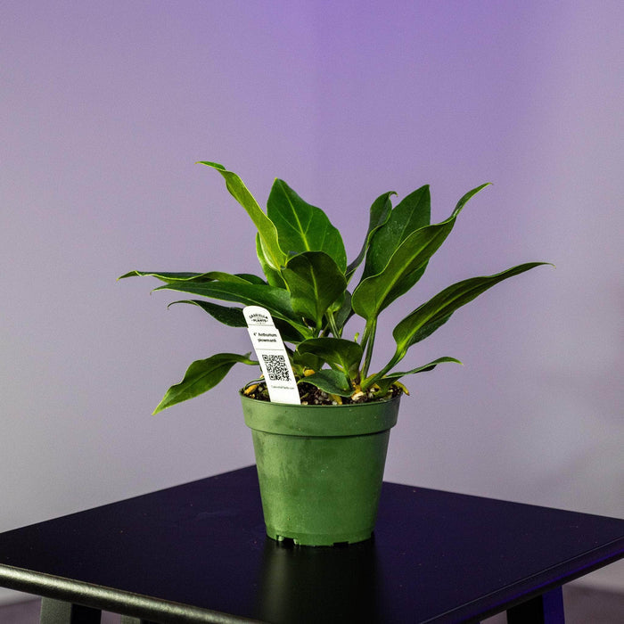 Gabriella Plants Anthurium 4" Anthurium plowmanii