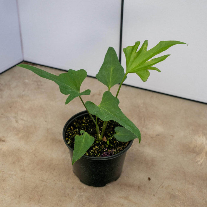 Gabriella Plants Anthurium 6" Anthurium podophyllum