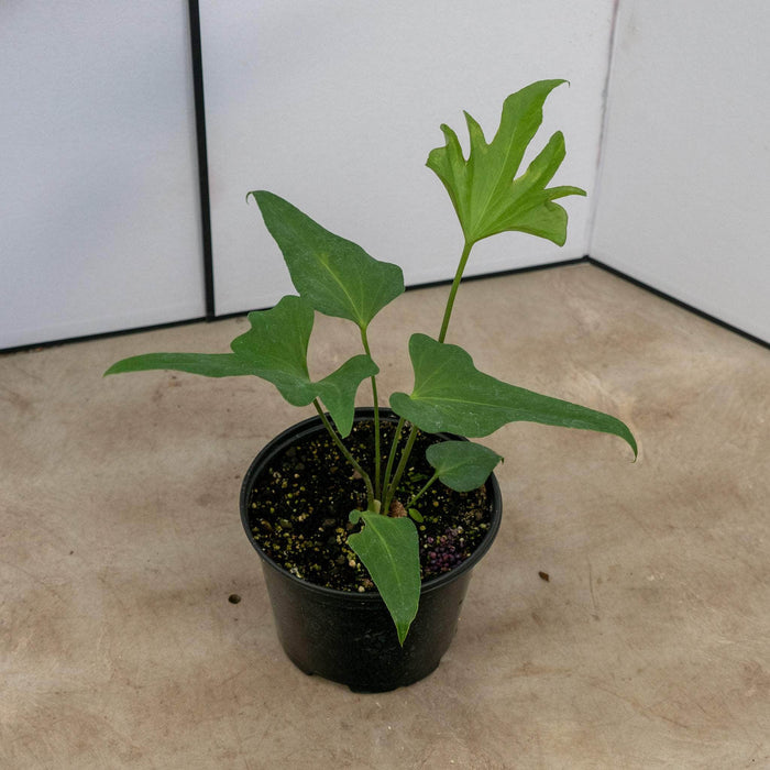 Gabriella Plants Anthurium 6" Anthurium podophyllum