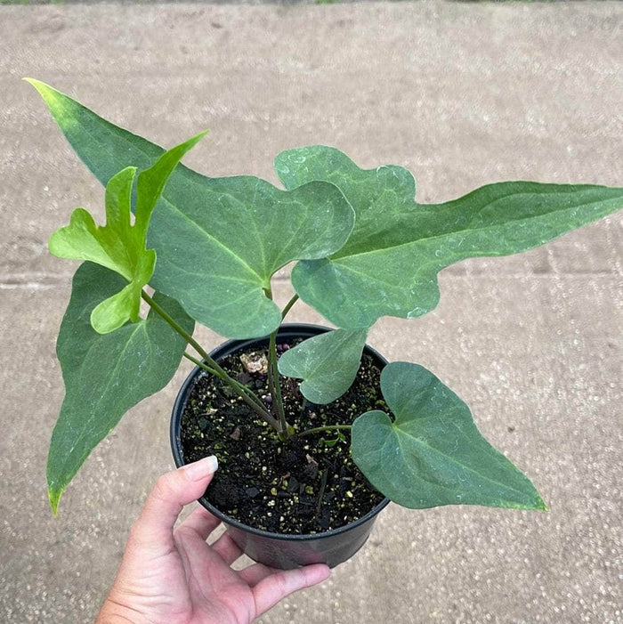 Gabriella Plants Anthurium 4" Anthurium podophyllum