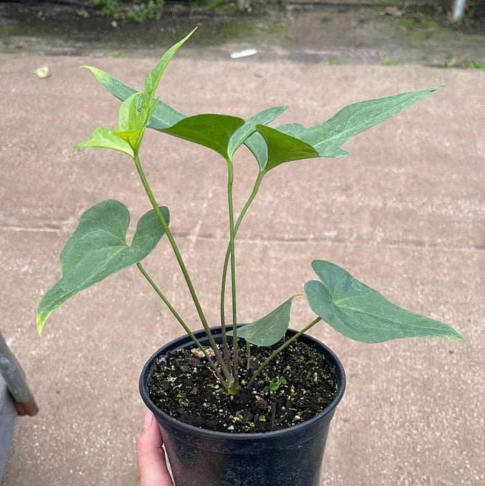Gabriella Plants Anthurium 4" Anthurium podophyllum
