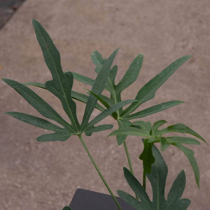 Gabriella Plants Anthurium Anthurium podophyllum