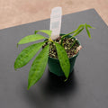 Gabriella Plants Anthurium 3" Anthurium polyschistum