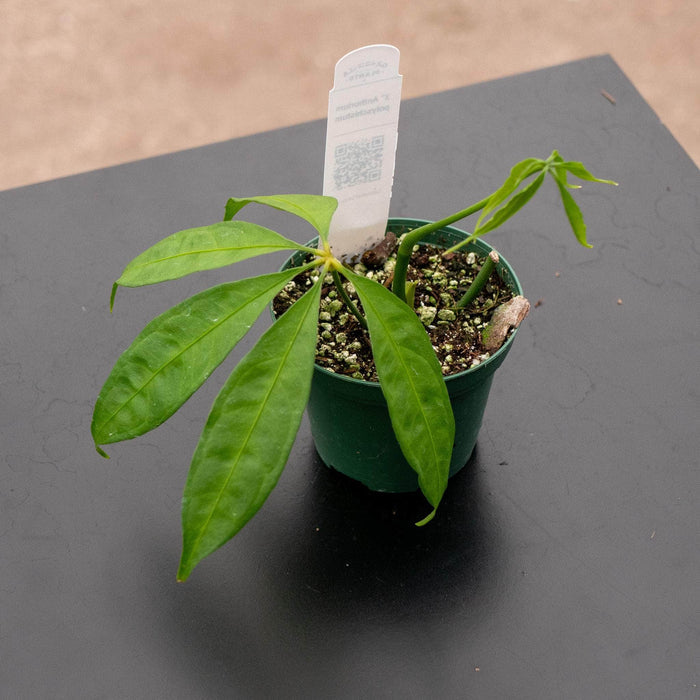 Gabriella Plants Anthurium 3" Anthurium polyschistum