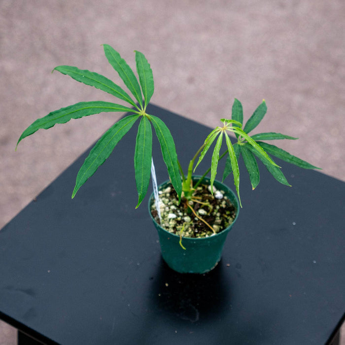 Gabriella Plants Anthurium 3" Anthurium polyschistum