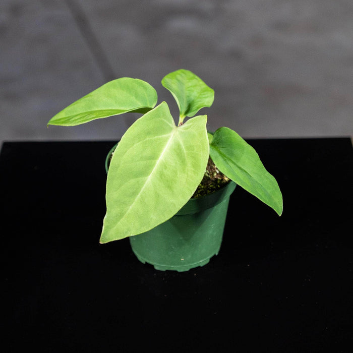 Gabriella Plants Anthurium 4" Anthurium pulcachense Seedling