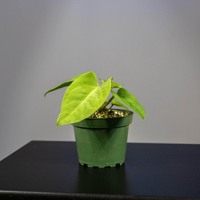 Gabriella Plants Anthurium 4" Anthurium pulcachense Seedling