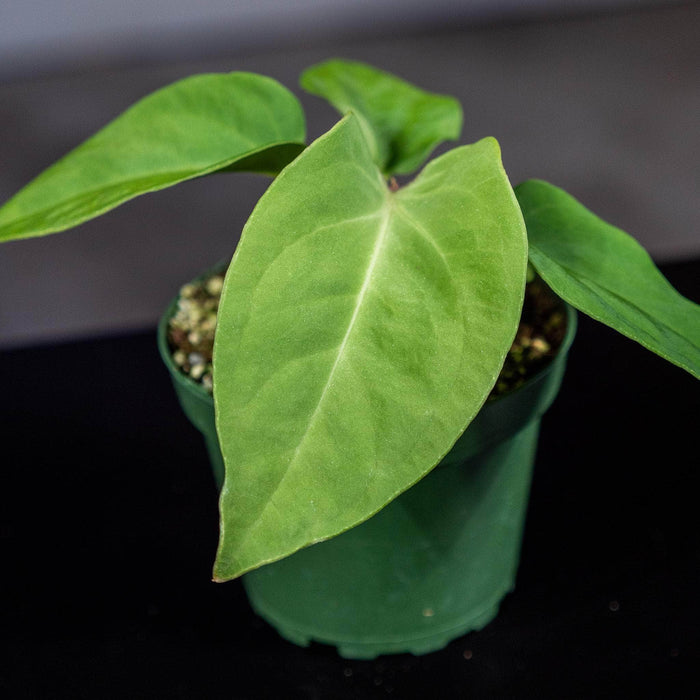 Gabriella Plants Anthurium 4" Anthurium pulcachense Seedling