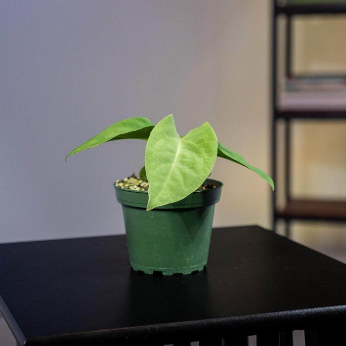 Gabriella Plants Anthurium 4" Anthurium pulcachense Seedling