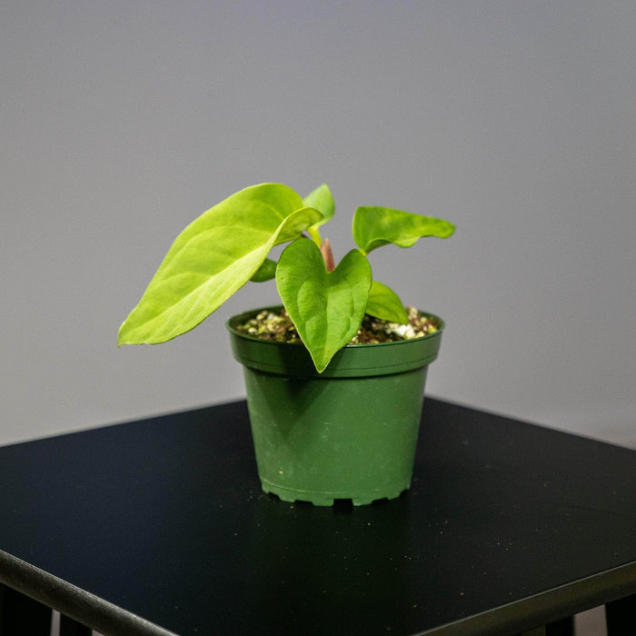 Gabriella Plants Anthurium 4" Anthurium pulcachense Seedling