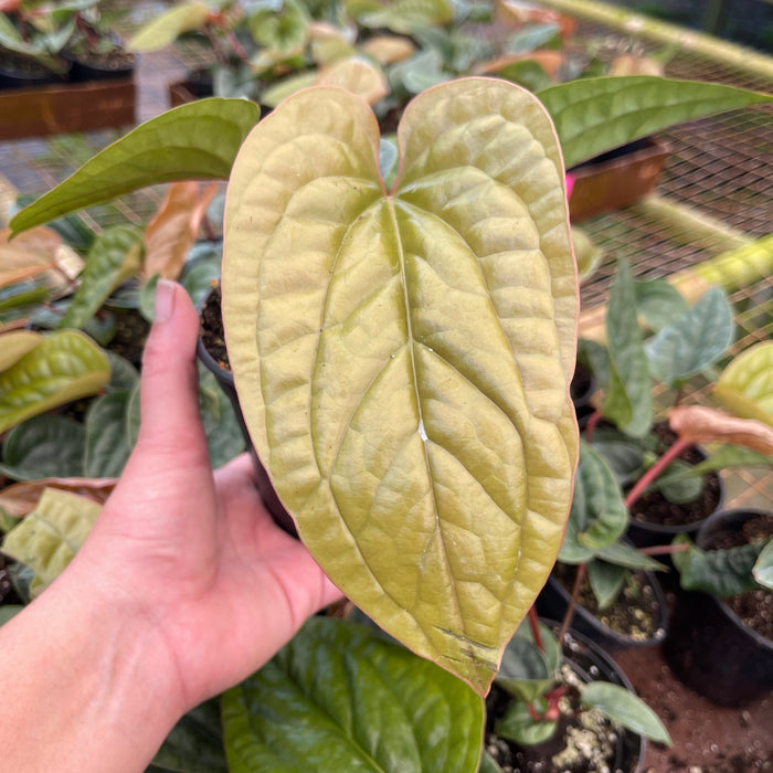 Gabriella Plants 4.5" Anthurium luxurians x radicans