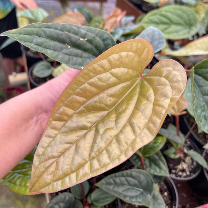 Gabriella Plants 4.5" Anthurium luxurians x radicans