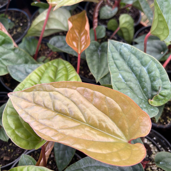 Gabriella Plants 4.5" Anthurium luxurians x radicans
