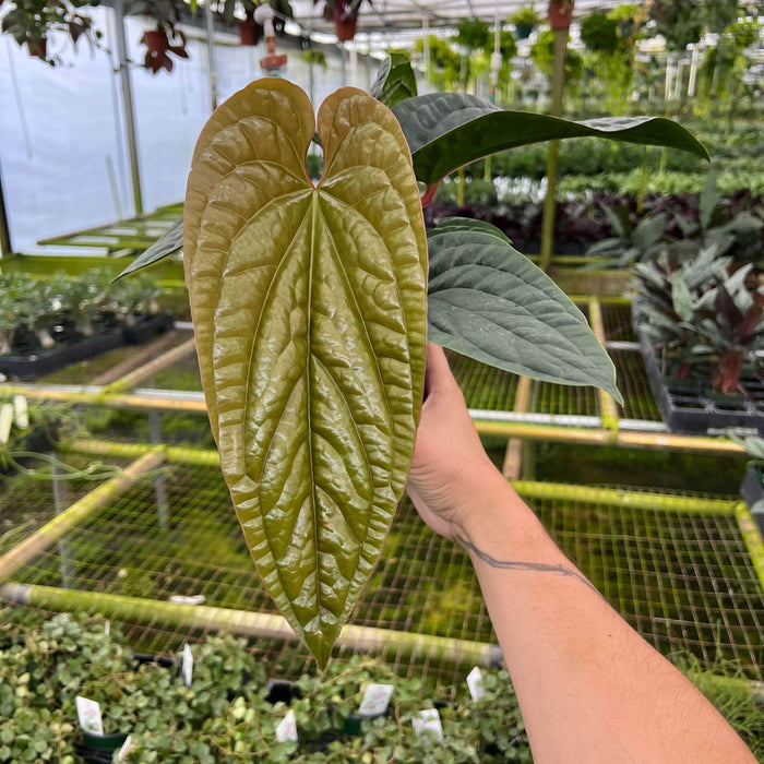 Gabriella Plants Anthurium 6" Anthurium radicans x luxurians