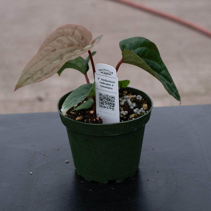Gabriella Plants Anthurium Anthurium radicans x luxurians