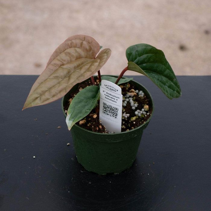 Gabriella Plants Anthurium 4" Anthurium radicans x luxurians