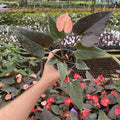 Gabriella Plants Anthurium 4" Anthurium 'Rainbow Champion'