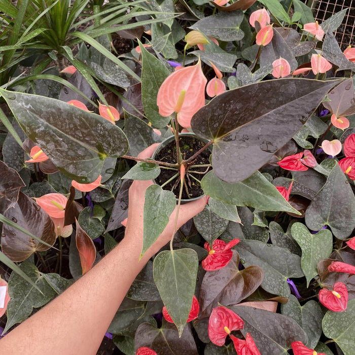 Gabriella Plants Anthurium 4" Anthurium 'Rainbow Champion'