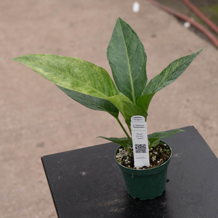 Gabriella Plants Tradescantia 4" Anthurium ‘Renaissance’