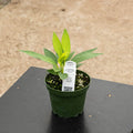 Gabriella Plants Anthurium 4" Anthurium scandens ‘String of Pearls’