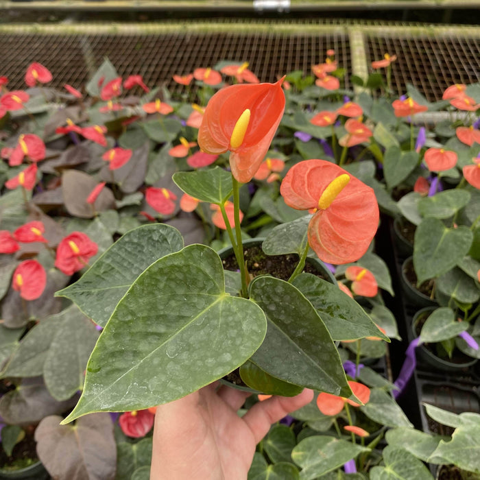 Gabriella Plants Anthurium 4" Anthurium 'Stilo'