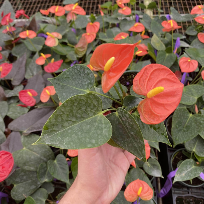 Gabriella Plants Anthurium 4" Anthurium 'Stilo'