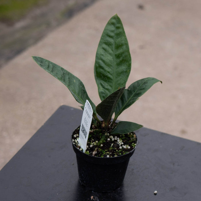 Gabriella Plants Anthurium 4" Anthurium superbum
