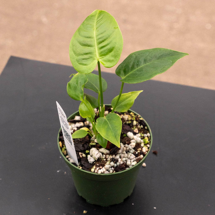Gabriella Plants Anthurium 4" Anthurium veitchii "King Anthurium"