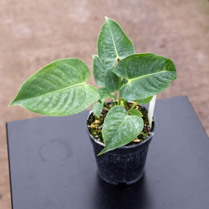 Gabriella Plants Anthurium 4" Anthurium veitchii "King Anthurium"