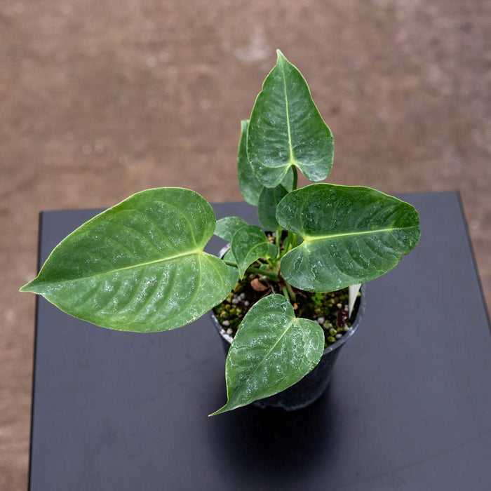 Gabriella Plants Anthurium Anthurium veitchii "King Anthurium"