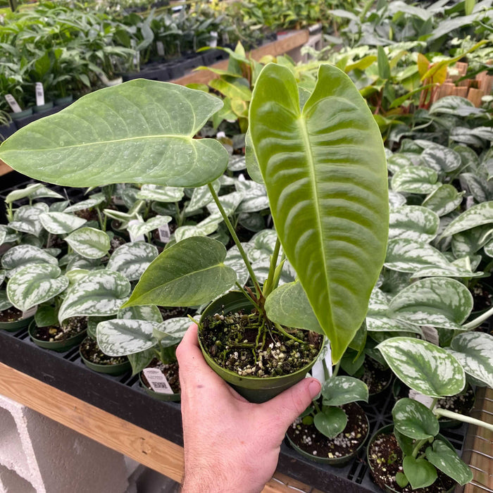 Gabriella Plants Anthurium 4" Anthurium veitchii "King Anthurium"