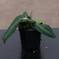 Gabriella Plants Anthurium 4" Anthurium villenaorum