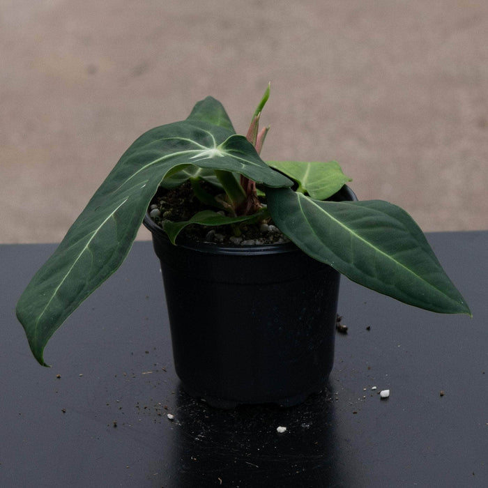 Gabriella Plants Anthurium 4" Anthurium villenaorum