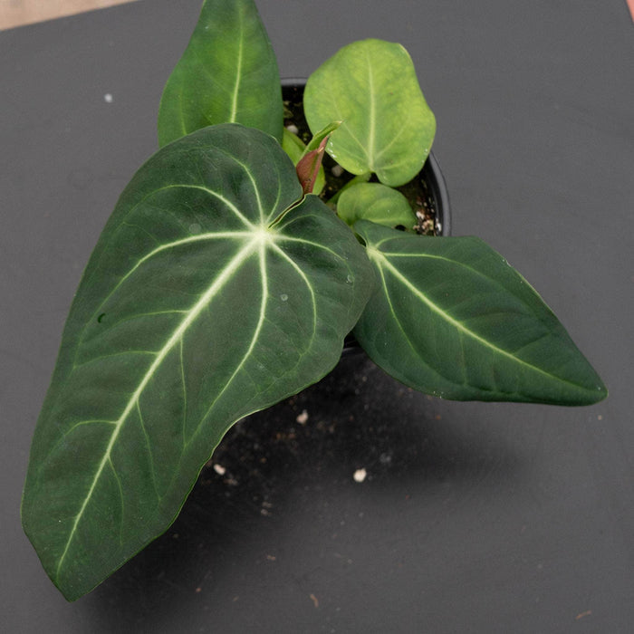 Gabriella Plants Anthurium 4" Anthurium villenaorum