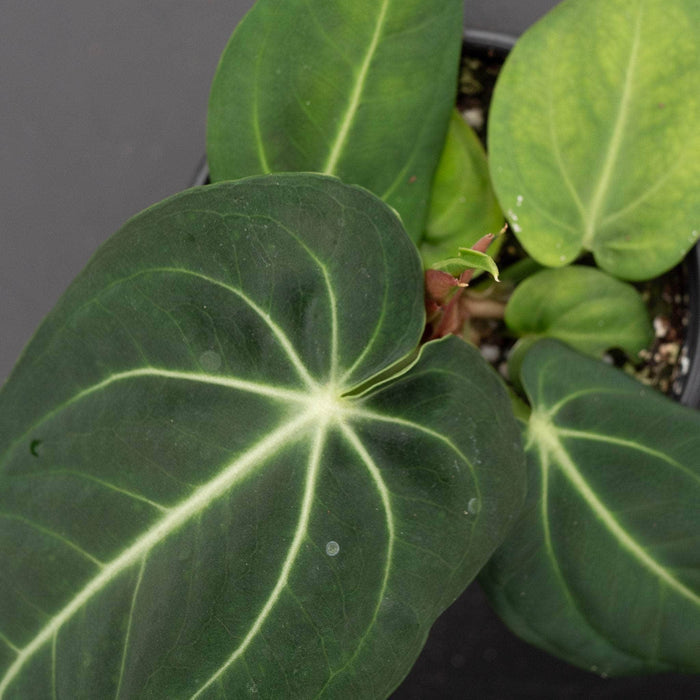 Gabriella Plants Anthurium 4" Anthurium villenaorum