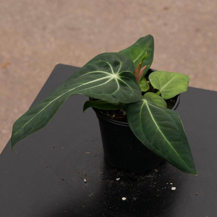 Gabriella Plants Anthurium 4" Anthurium villenaorum