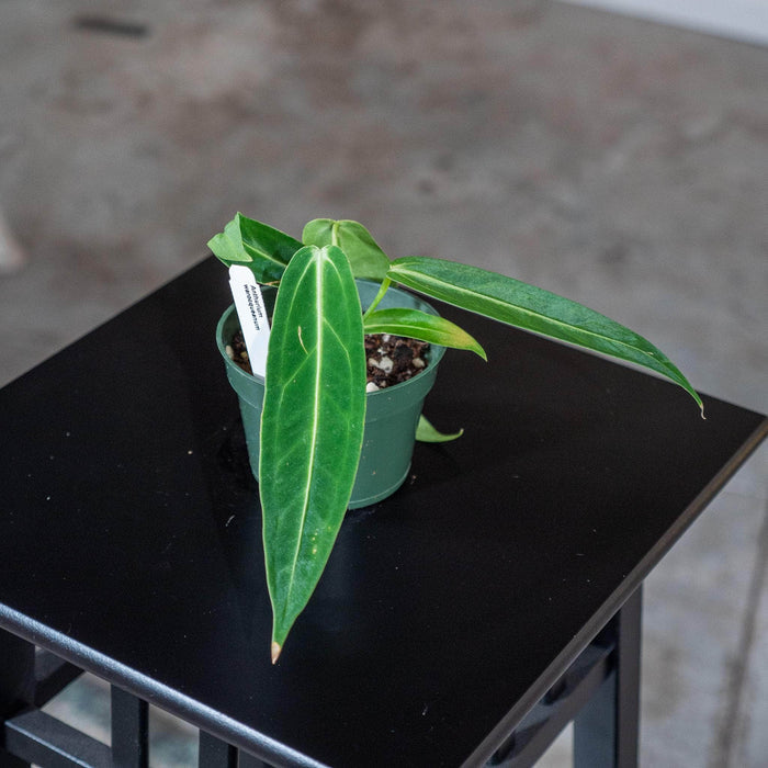 Gabriella Plants Anthurium 4" Anthurium warocqueanum Seedling