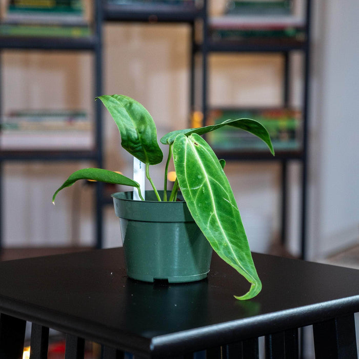Gabriella Plants Anthurium 4" Anthurium warocqueanum Seedling
