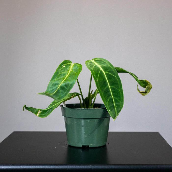Gabriella Plants Anthurium 4" Anthurium warocqueanum Seedling