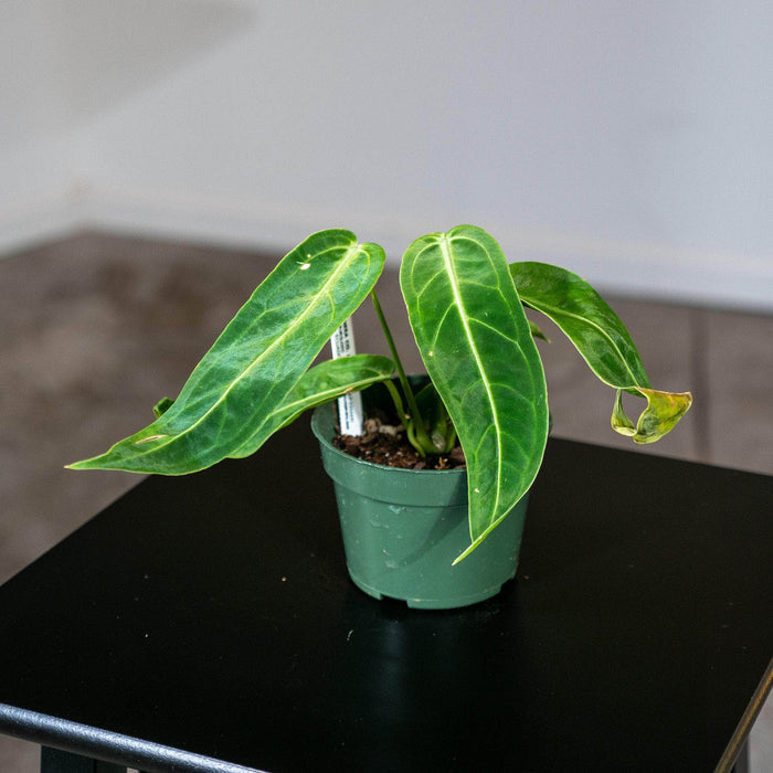 Gabriella Plants Anthurium 4" Anthurium warocqueanum Seedling