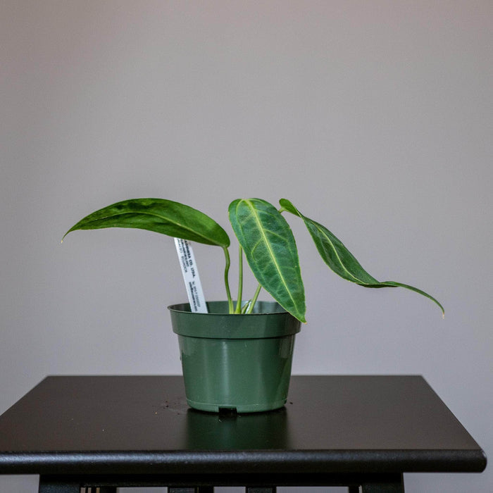 Gabriella Plants Anthurium 4" Anthurium warocqueanum Seedling