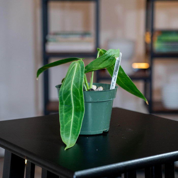 Gabriella Plants Anthurium 4" Anthurium warocqueanum Seedling