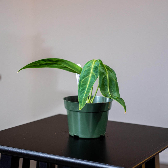 Gabriella Plants Anthurium 4" Anthurium warocqueanum Seedling