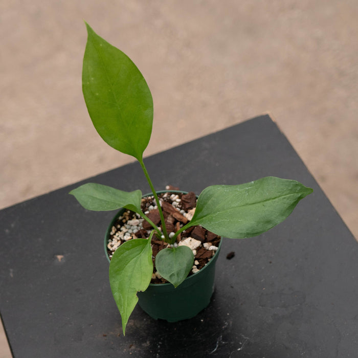Gabriella Plants Anthurium Anthurium 'Water Dragon'