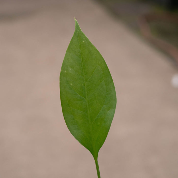 Gabriella Plants Anthurium Anthurium 'Water Dragon'