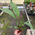 Gabriella Plants Anthurium 5" Anthurium 'Water Dragon'