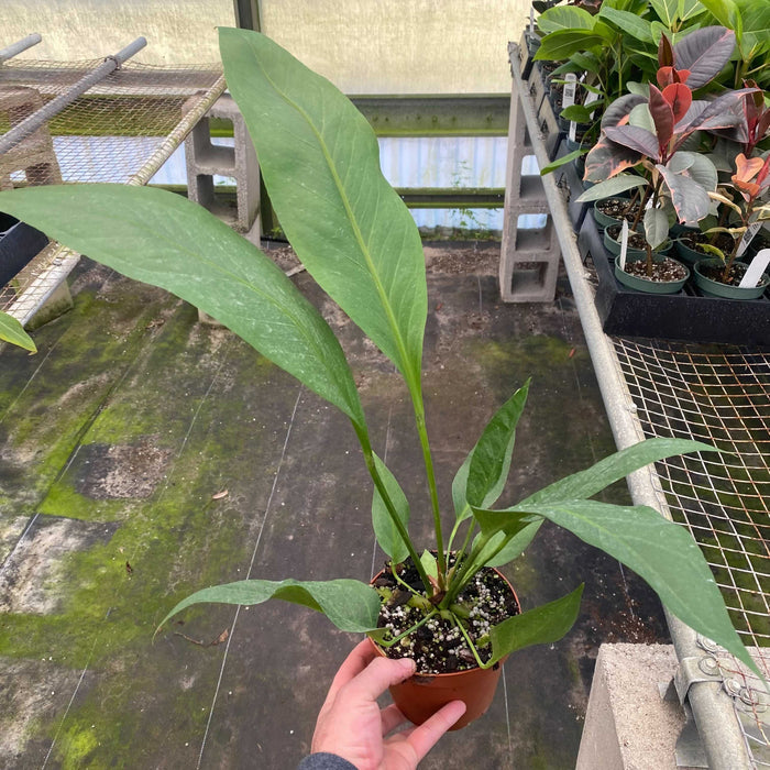 Gabriella Plants Anthurium 5" Anthurium 'Water Dragon'